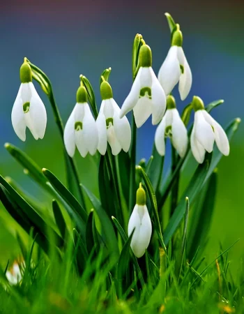 Snowdrops