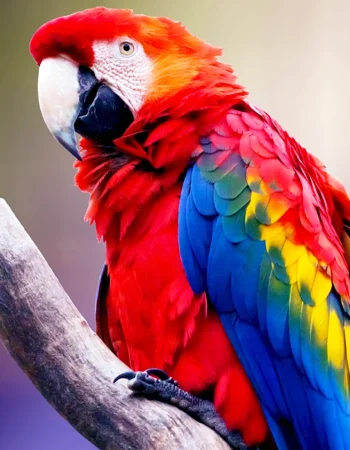 Macaw