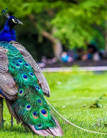 Petrinski's Peacock