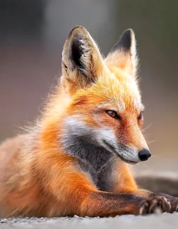 Fox