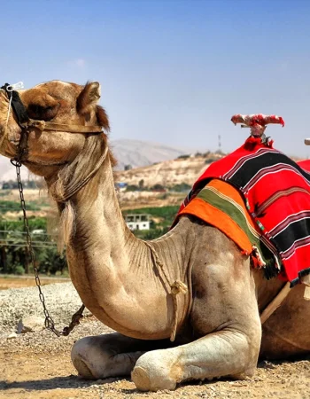 Misr dromedary