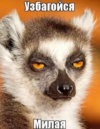 Lemur uzbagoysya