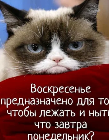 Grumpy Cat