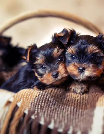 Dwarf Yorkshire Terrier