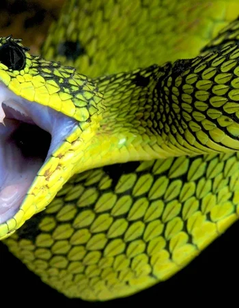 Yashil Venomous Mamba iloni