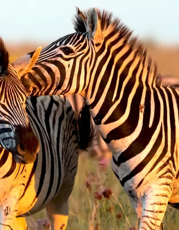 Afrikadagi zebra